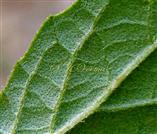  Leaf ( Abaxial surface) with glands and hairs